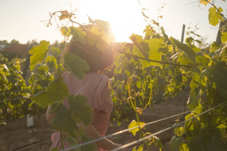 A Woman In A Vineyard