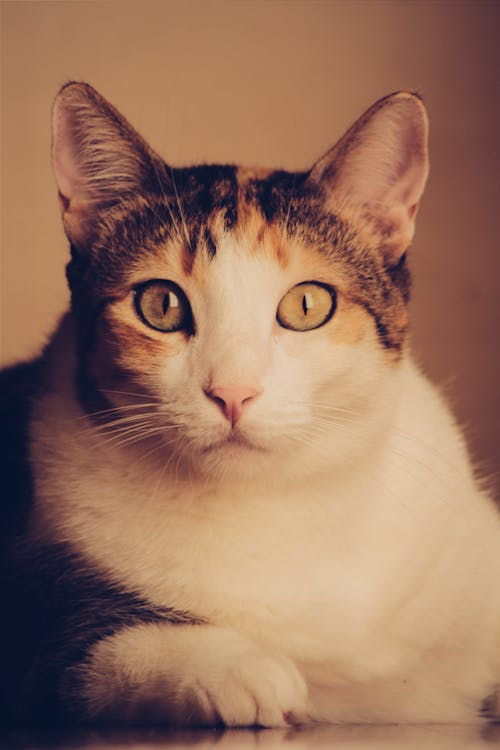 Calico Cat