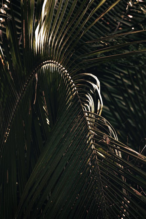 Green Palm Plant in Close Up Photography
