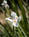 A Blooming White Flower
