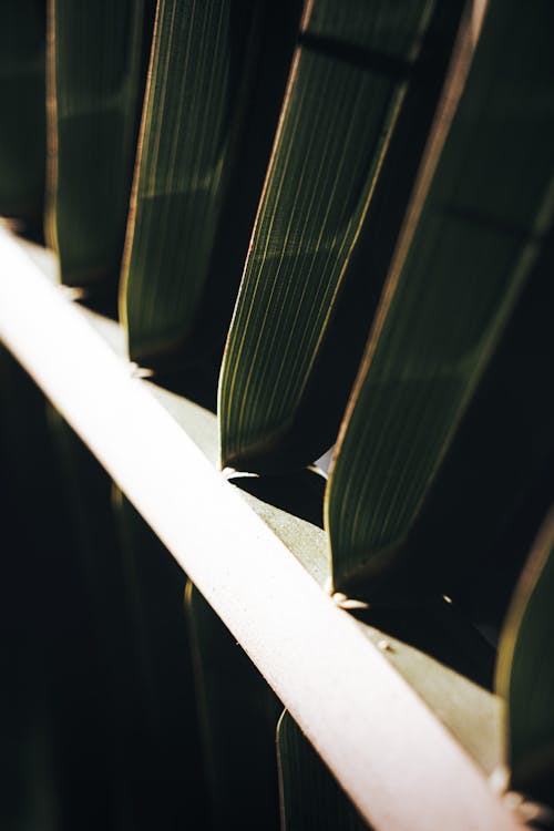 Close Up Shot of Palm Leaves