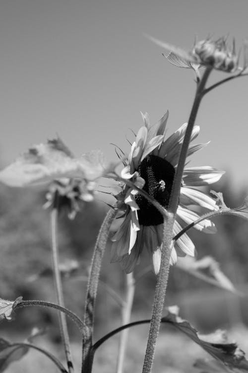 Free stock photo of bee, botanical, bug
