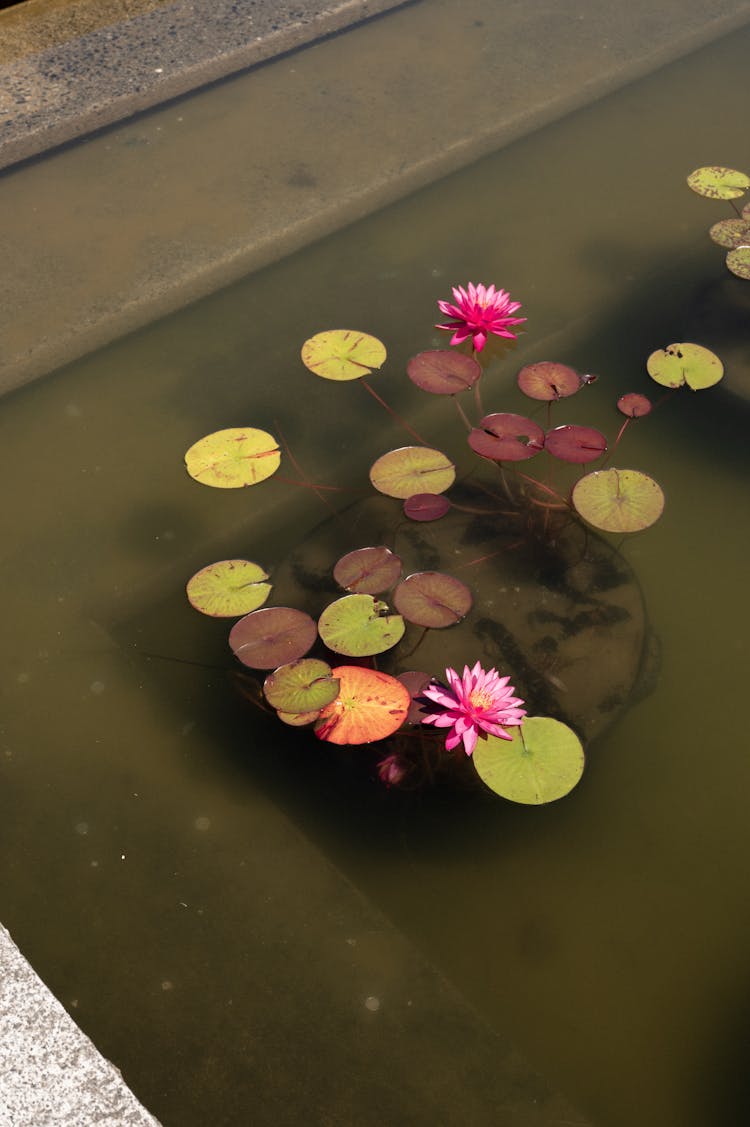 Pink Lotus Flowers In Bloom On Water