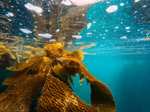 Безкоштовне стокове фото на тему «kelp, бульбашки, відображення»