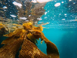 Kelp Underwater