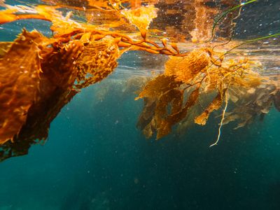 Seaweed Farming Shows Massive Potential for Ocean Carbon Capture