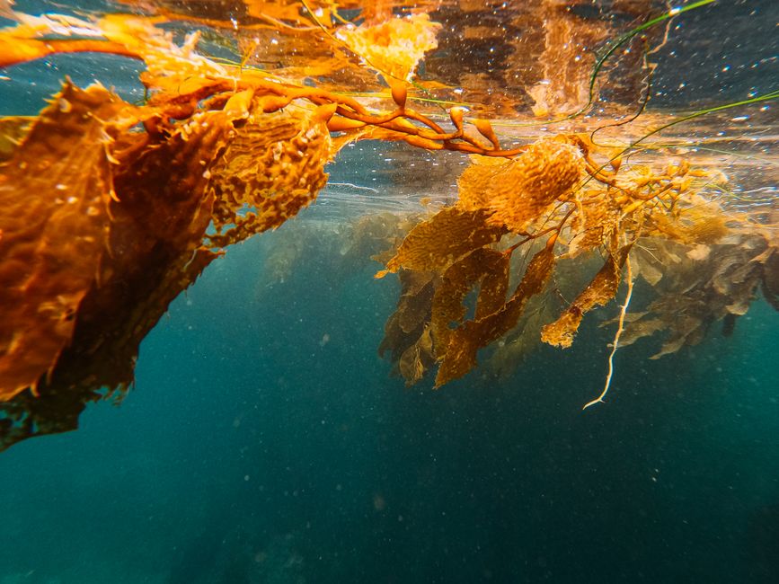Seaweed Farming Shows Massive Potential for Ocean Carbon Capture