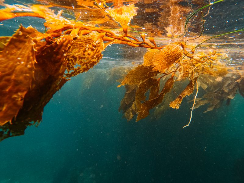 Close-up of vibrant seaweed underwater, showcasing rich green and brown kelp textures