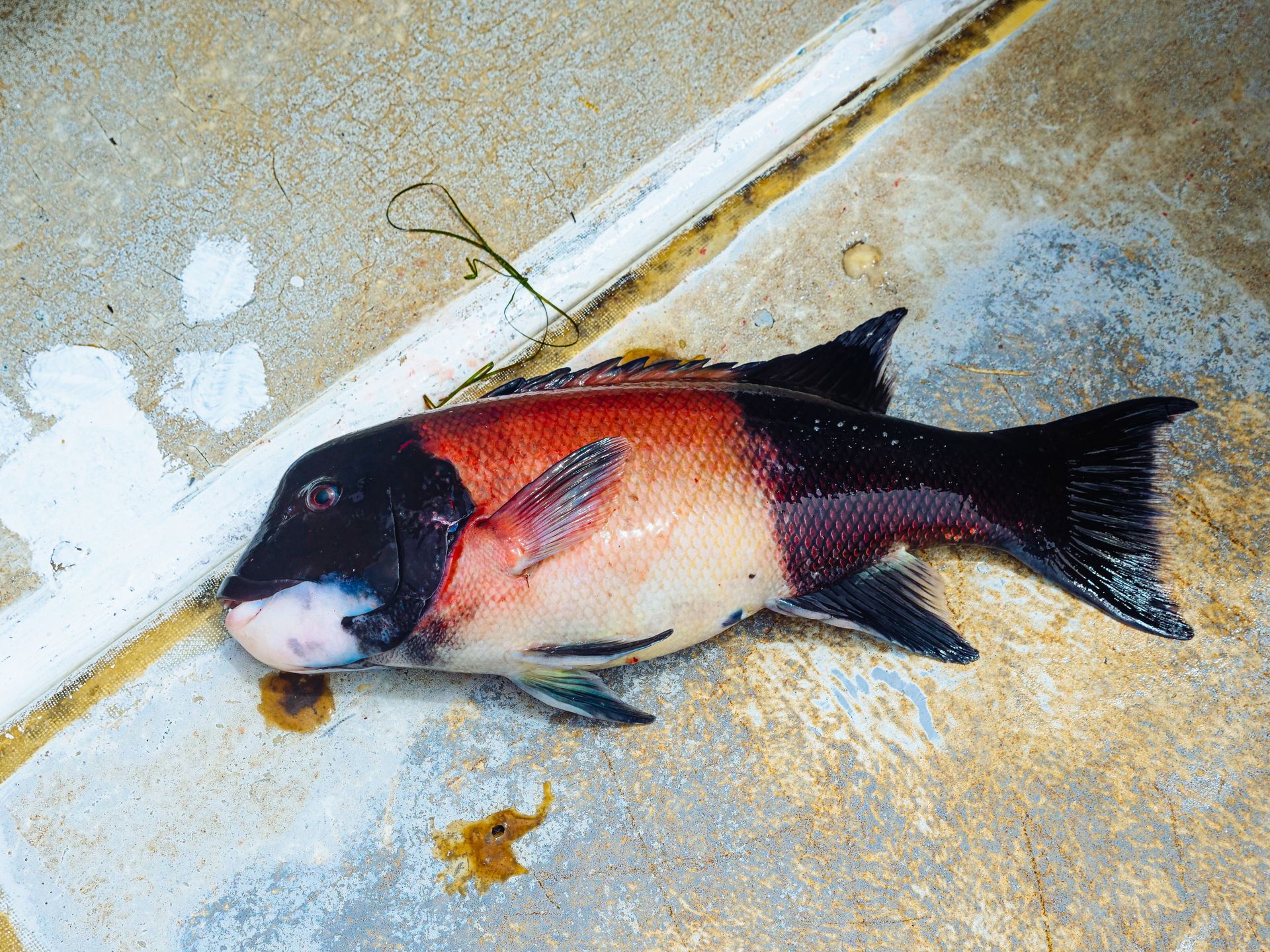 Black and Red Fish in Close Up Photography