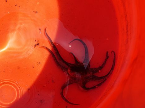 A solitary octopus gracefully moves in a vibrant red container underwater.