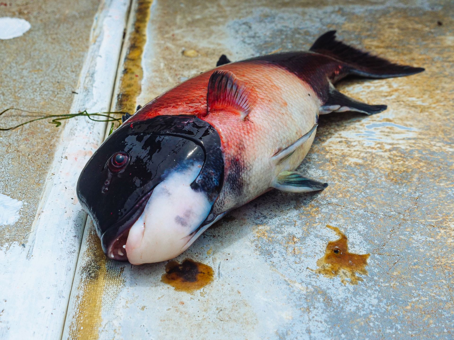 Close Up Shot of a Fish