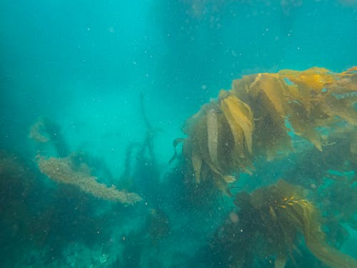 Underwater Photo Of Aquatic Plants