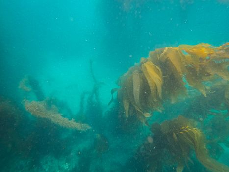 Explore the vivid underwater world featuring lush aquatic plants in clear blue waters.