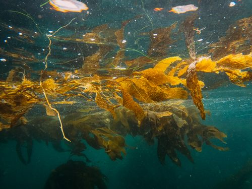Free Vibrant underwater view of seaweed floating in clear ocean waters, showcasing marine life beauty. Stock Photo