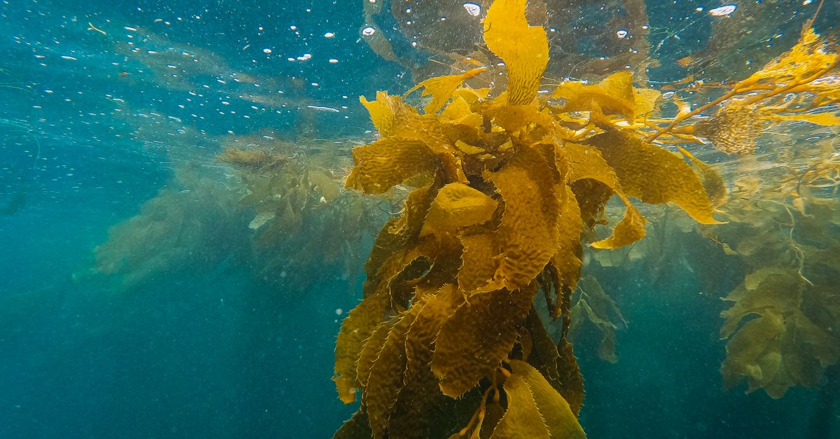 seaweed