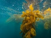 捕捉在蓝色的海洋水摇摆的海带森林的充满活力的水下场面