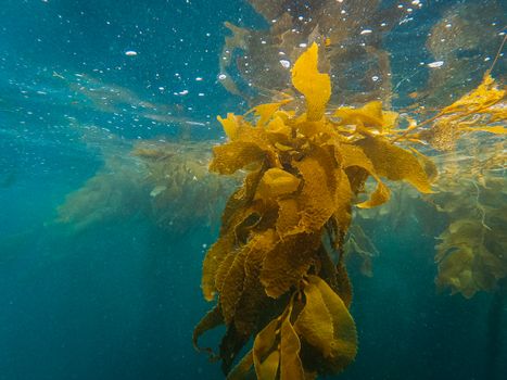 Yellow and Green Plant Under Water