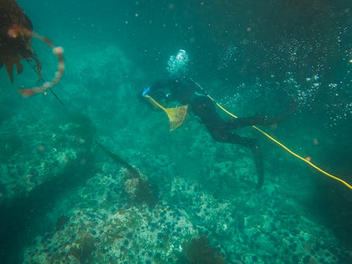 Kostnadsfria Kostnadsfri bild av dykare, dykning, simning Stock foto