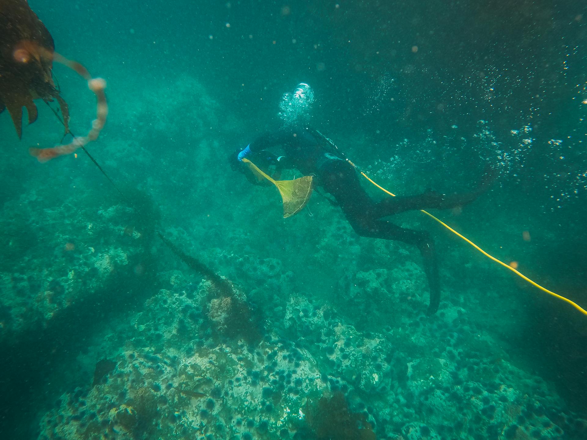 Diver swims underwater exploring ocean reefs with scuba gear.