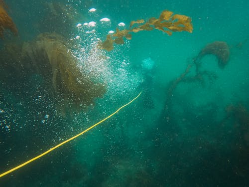 Foto profissional grátis de bolhas, corda, embaixo da água