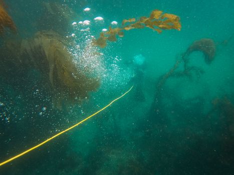 Scuba diver streams bubbles while exploring through dense underwater algae with a guide rope.