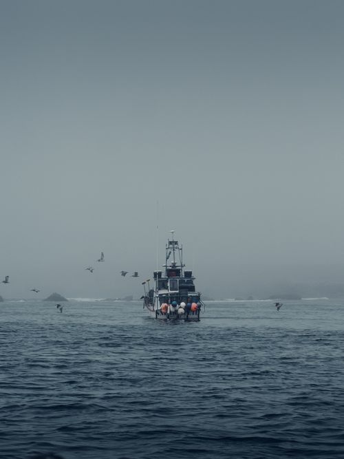Free A ship sails through a misty sea with birds flying around, capturing a serene yet moody atmosphere. Stock Photo