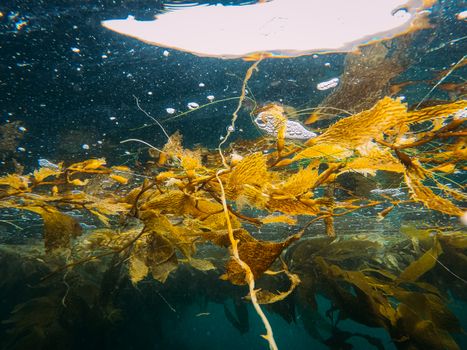 Captivating underwater view of a vibrant kelp forest, showcasing nature's underwater beauty.