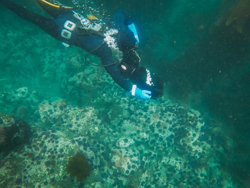 Kostnadsfria Kostnadsfri bild av dyka, dykare, dykning Stock foto