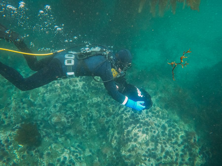 Persona recorriendo el fondo marino con un propulsor de buceo entre corales