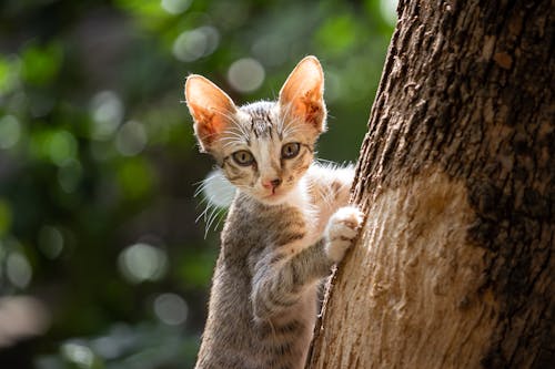 Free Brown Tabby Kitten on Brown Tree Trunk Stock Photo