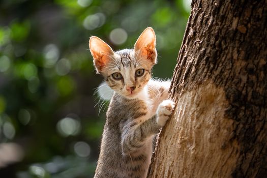 Fastest Cat to Climb a 7-Foot Wall