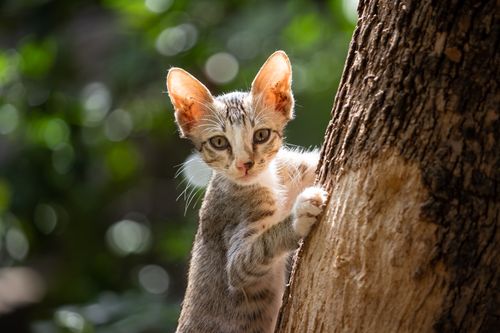 Free A portrait of a curious tabby kitten climbing a tree, gazing intently at the camera. Stock Photo