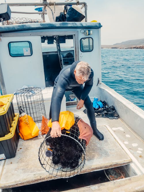 Free A Man in a Wetsuit Putting Sea Urchins in a Fish Hold Stock Photo