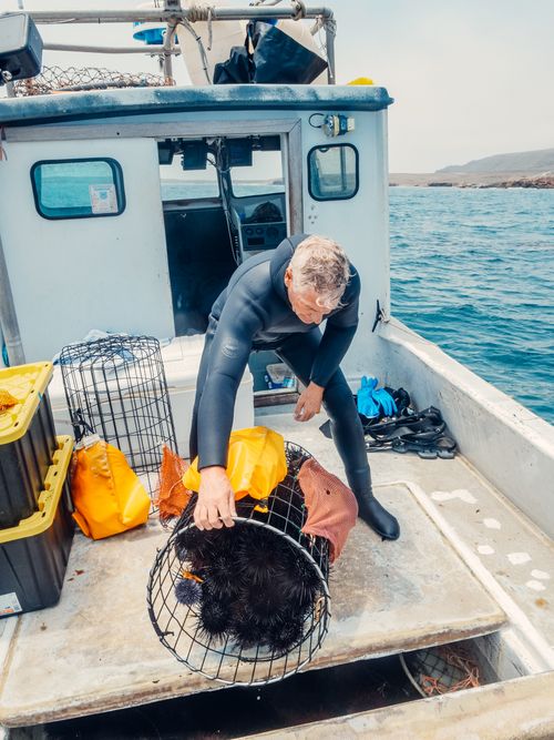 Free An adult diver in a wetsuit collects sea urchins on a fishing boat at sea. Stock Photo