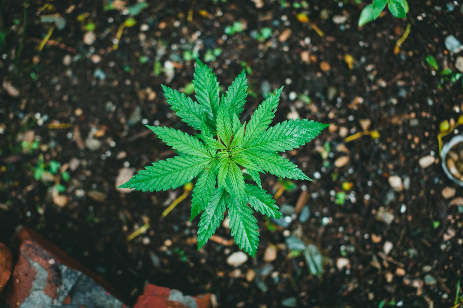 Aerial view of a thriving cannabis plant against soil backdrop.