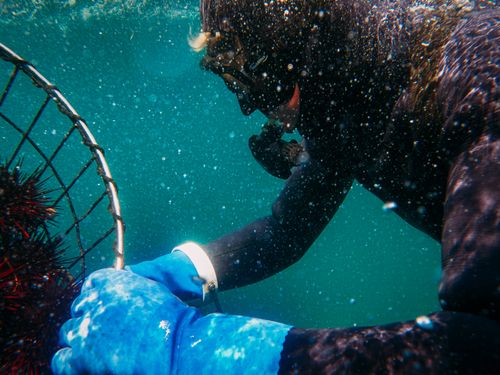 Free A scuba diver collects sea urchins underwater, showcasing marine manual labor. Stock Photo