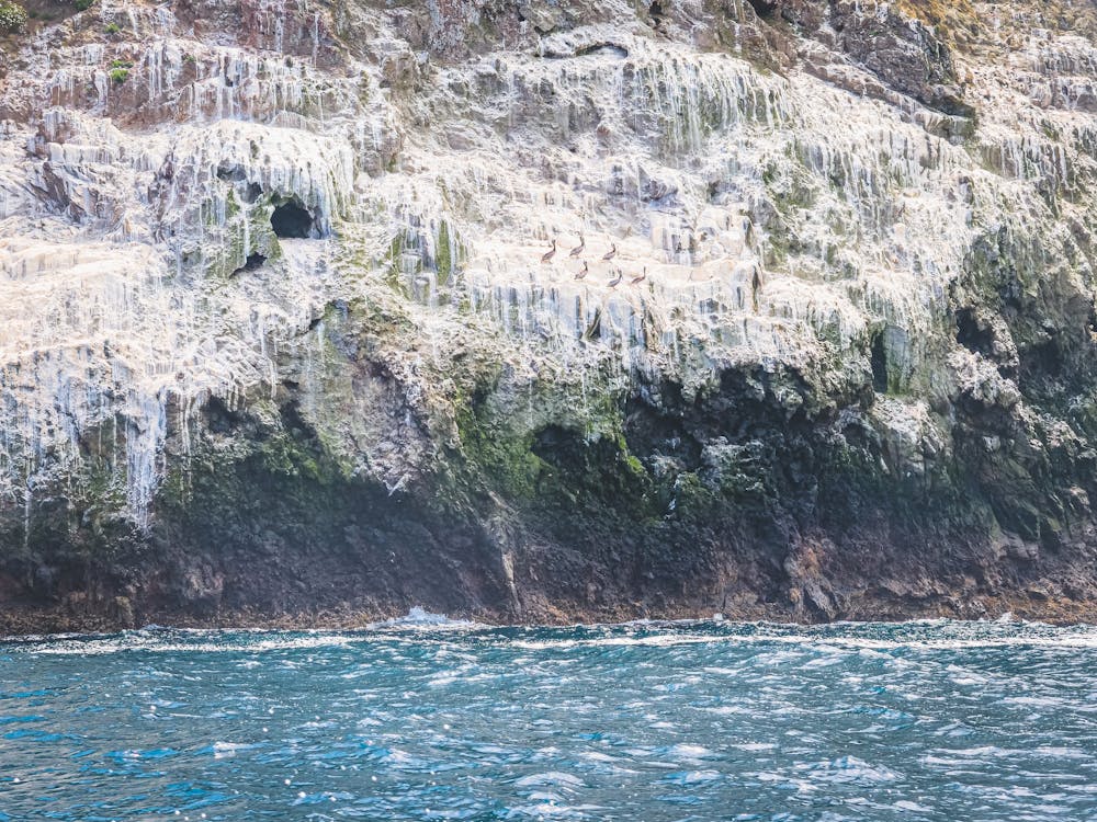 Gratis lagerfoto af 4k, baggrund, bird island