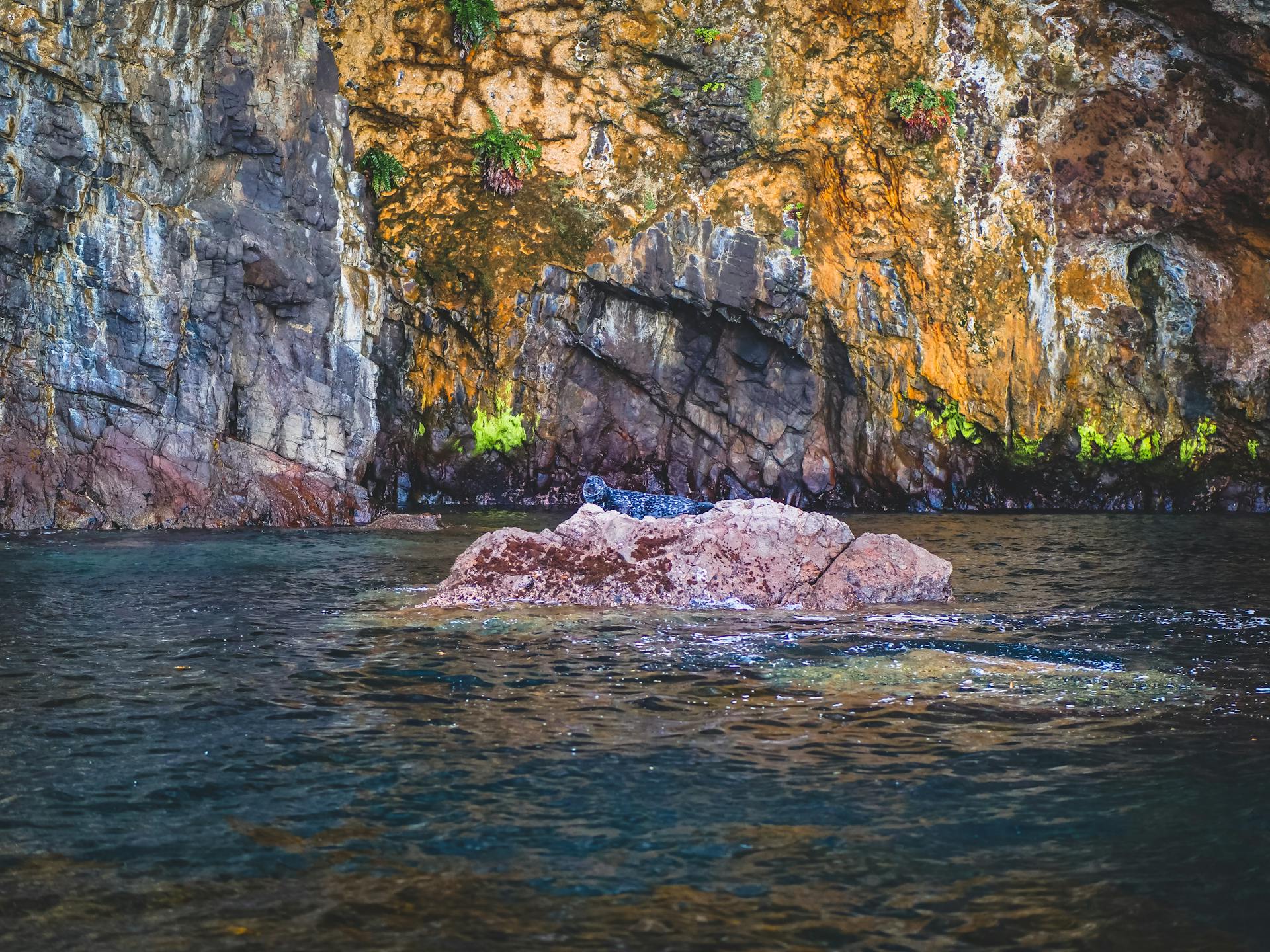 Spotted Sea Lion Lying on a Small Rock Next to Colored Rock Cliff