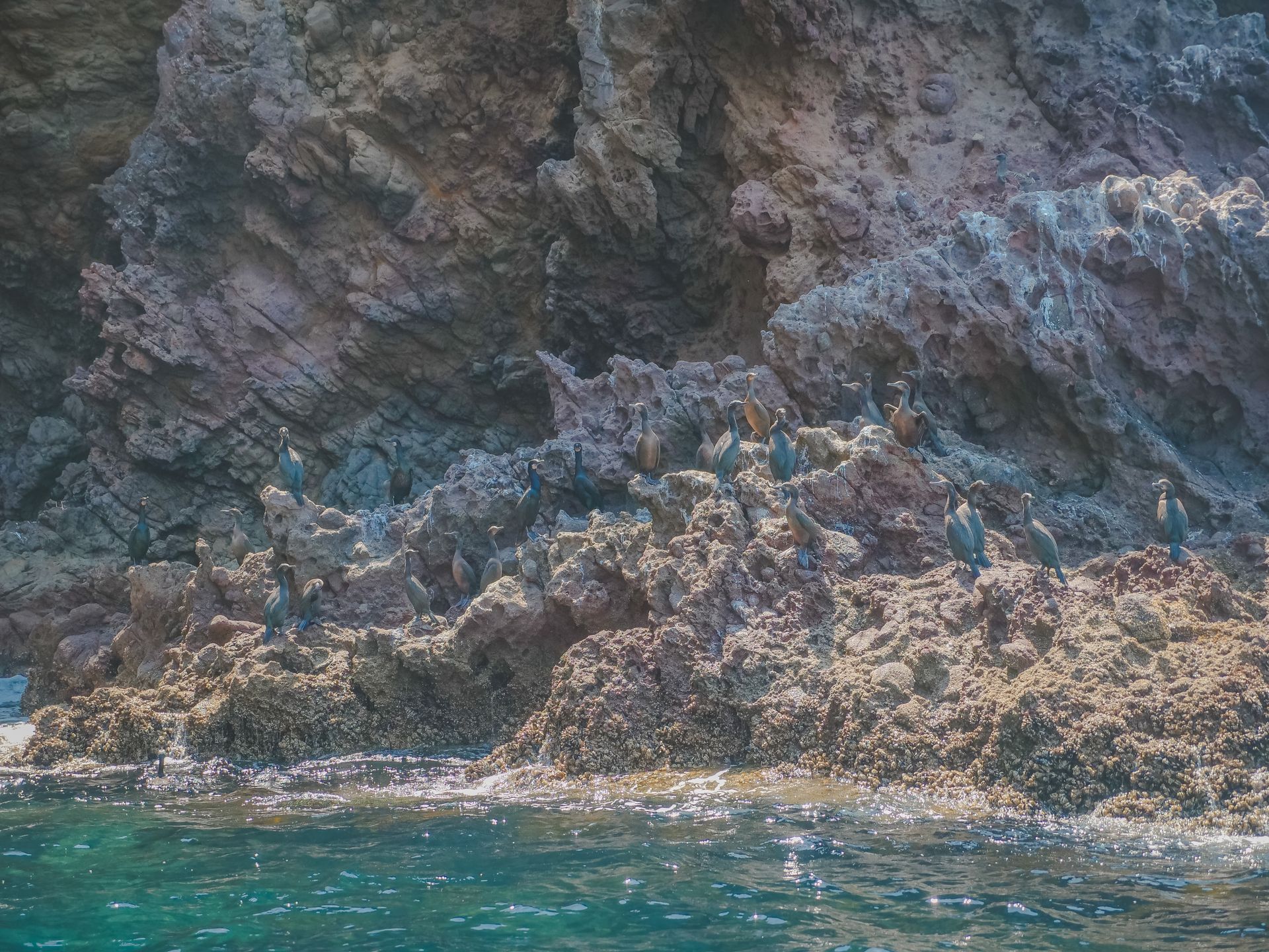 Birds on Rocky Shore