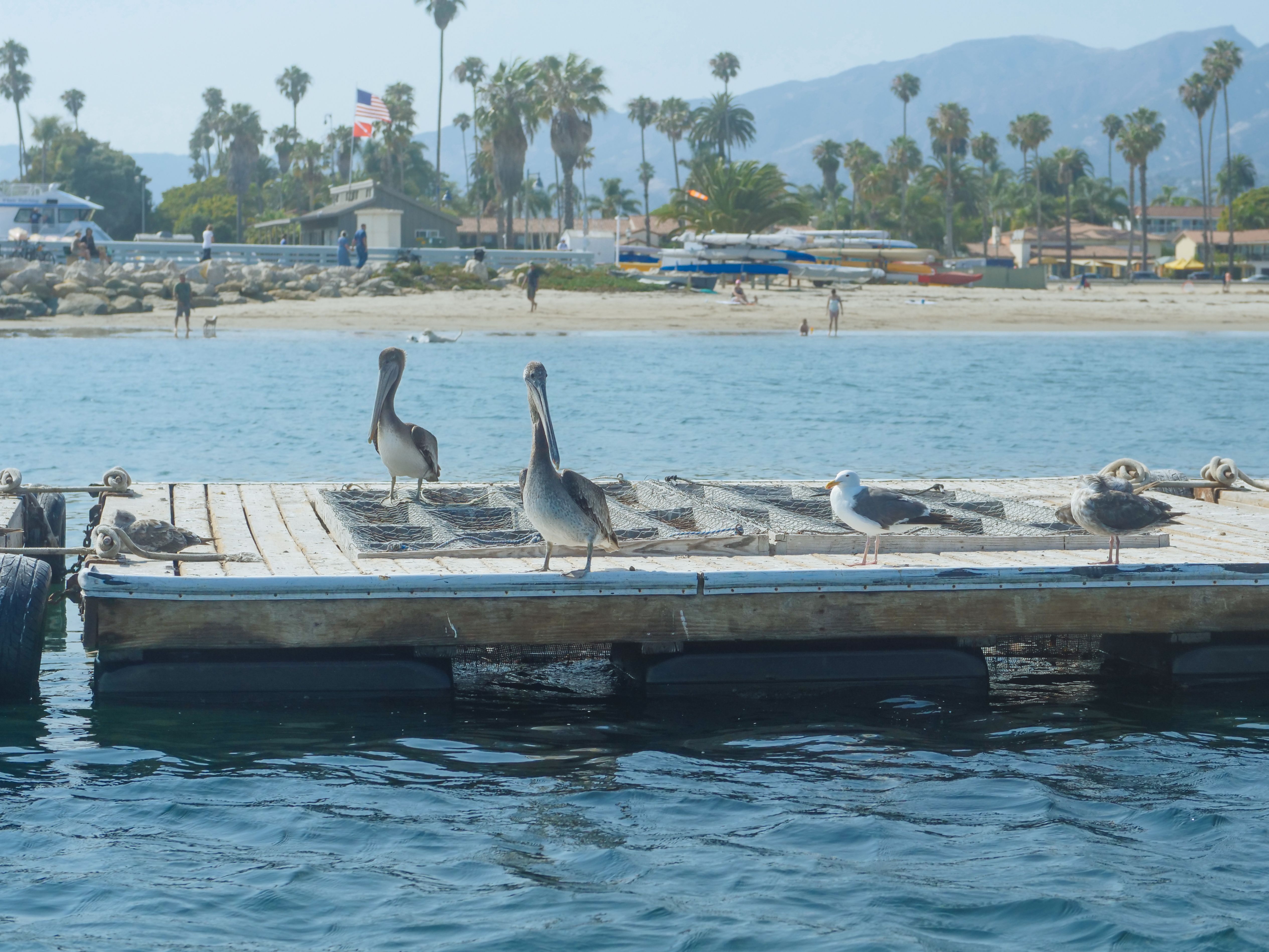 Pelicans and seagulls rest on a dock near Santa Barbara's scenic coastline. Pelicans and seagulls rest on a dock near Santa Barbara's scenic coastline.