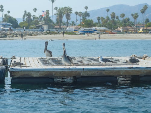White and Gray Birds on Brown Wooden Boat on Body of Water