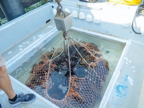 Free Commercial fishing operation on a boat deck in Santa Barbara, capturing marine life in nets. Stock Photo