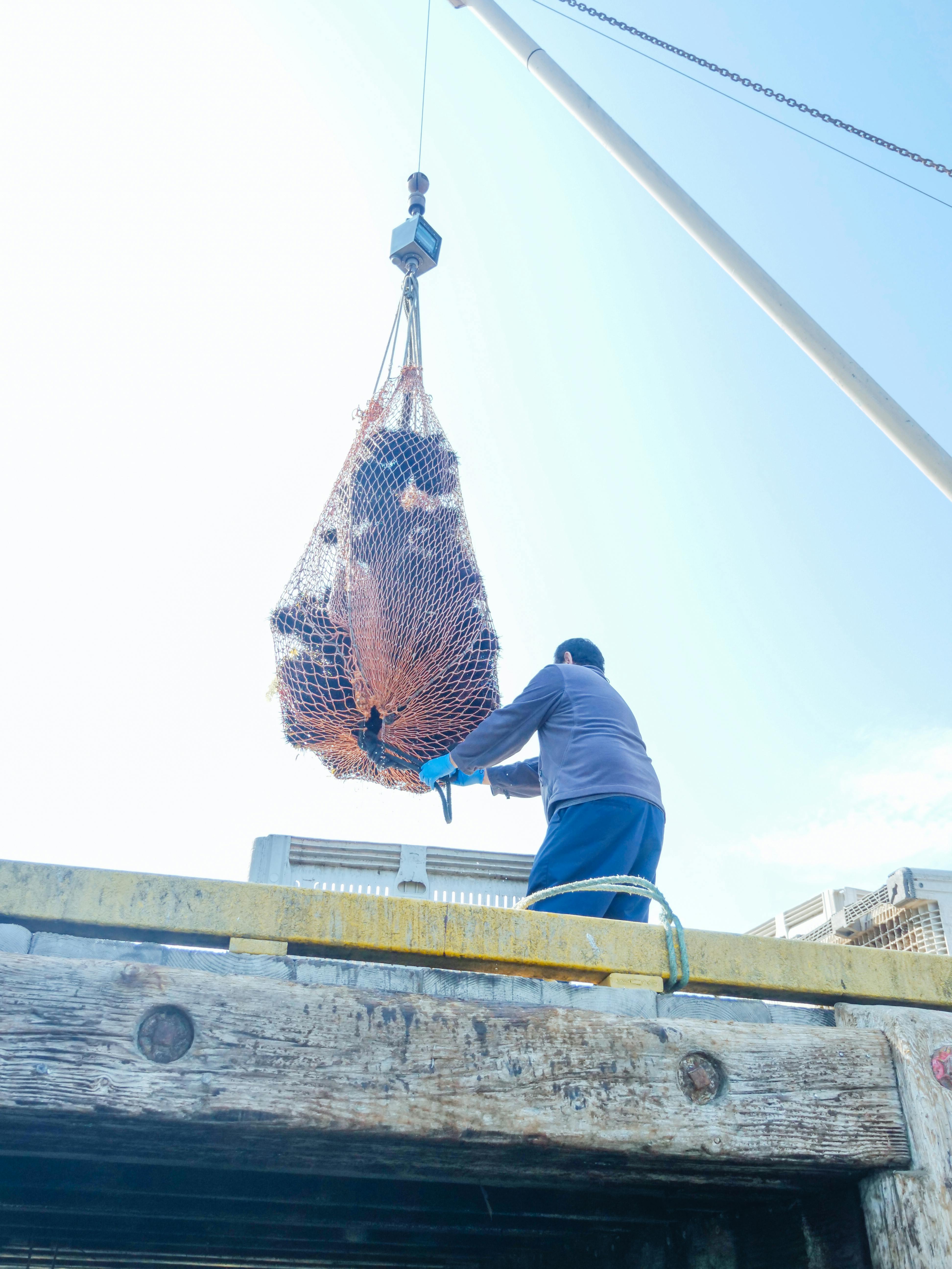 Fisherman uses crane to lift catch in Santa Barbara harbor. Clear sky, dynamic fishing scene.