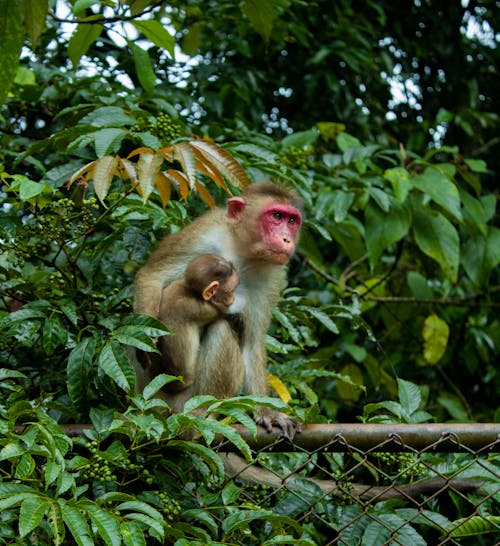 Close-Up Photo of Two Rhesus Macaque Monkeys Near Green Leaves