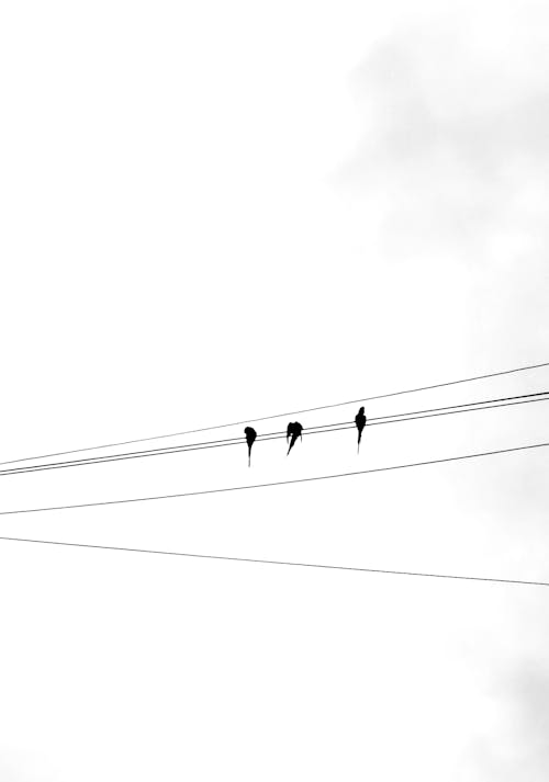 Black and White Photo of Birds Sitting on Power Lines