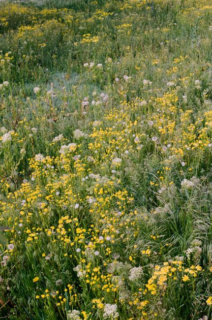 A lush meadow full of colorful wildflowers under the warm sun, showcasing the beauty of spring.