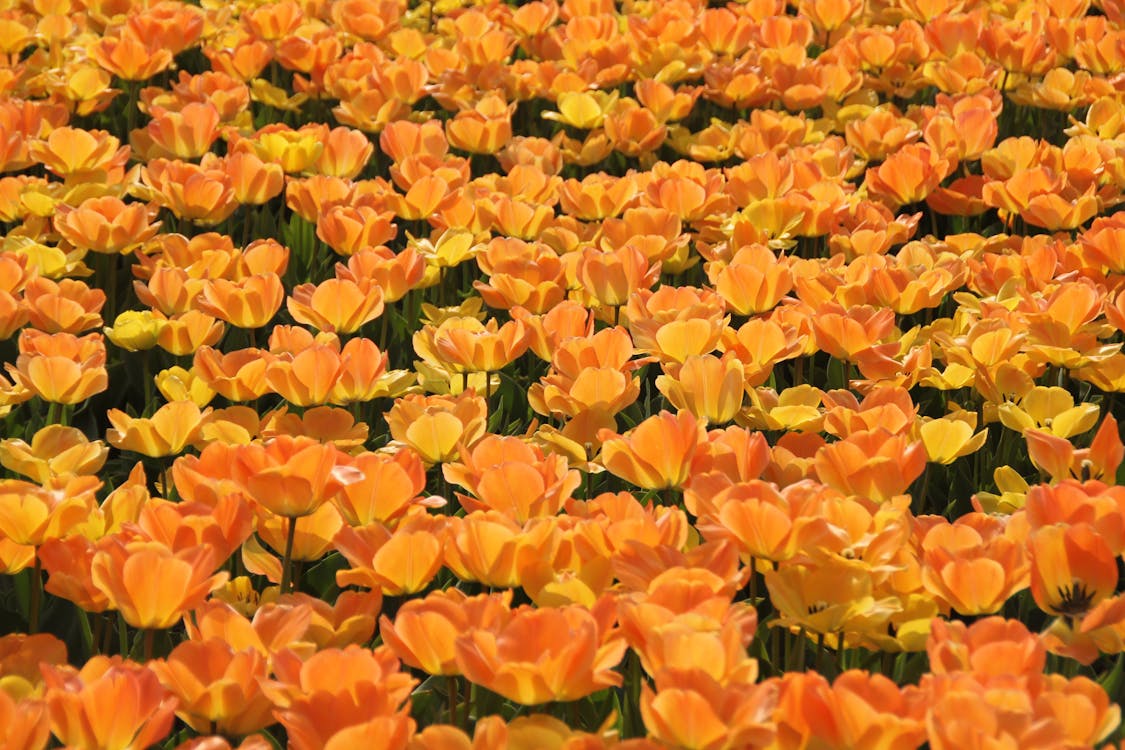 бесплатная Оранжевые и желтые цветы с лепестками Стоковое фото