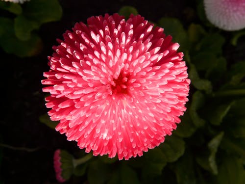 Gratis Bunga Kelopak Merah Muda Foto Stok