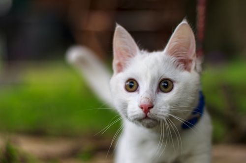 Free stock photo of cat, feline, kitten Stock Photo