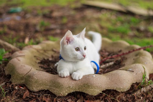 Bezpłatne Darmowe zdjęcie z galerii z biały kot, futro, futrzany Zdjęcie z galerii